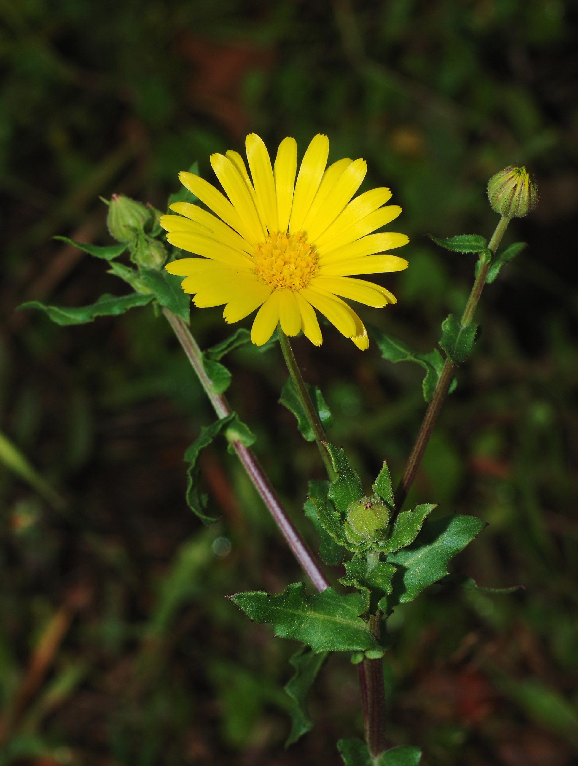 Calendula Info Packet | Herb News